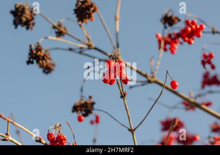 Ripe Viburnum berries on tree branches. .Bunches of red berries on branches without leaves. A sunny autumn day. Selective focus. Stock Photo