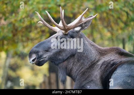 Gelsenkirchen, Deutschland. 15th Nov, 2021. Moose, Alces Alces, Zoom Erlebniswelt in Gelsenkirchen, November 15, 2021 Credit: dpa/Alamy Live News Stock Photo