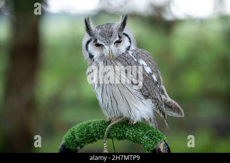 VILNIUS, LITHUANIA - Jun 12, 2021: Whiteface Africal owl (Otus leucotis or Ptilopsis leucotis) at owl park Stock Photo