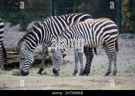 Gelsenkirchen, Deutschland. 15th Nov, 2021. Grant's or Boehm's zebra (Equus quagga boehmi), animals in Zoom Gelsenkirchen, Zoom Erlebniswelt in Gelsenkirchen, November 15, 2021 Credit: dpa/Alamy Live News Stock Photo