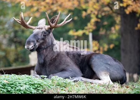 Gelsenkirchen, Deutschland. 15th Nov, 2021. Moose, Alces Alces, Zoom Erlebniswelt in Gelsenkirchen, November 15, 2021 Credit: dpa/Alamy Live News Stock Photo