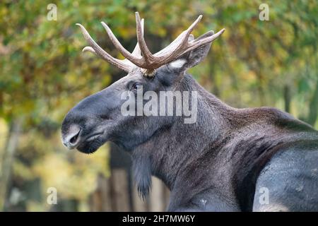 Gelsenkirchen, Deutschland. 15th Nov, 2021. Moose, Alces Alces, Zoom Erlebniswelt in Gelsenkirchen, November 15, 2021 Credit: dpa/Alamy Live News Stock Photo