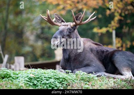 Gelsenkirchen, Deutschland. 15th Nov, 2021. Moose, Alces Alces, Zoom Erlebniswelt in Gelsenkirchen, November 15, 2021 Credit: dpa/Alamy Live News Stock Photo