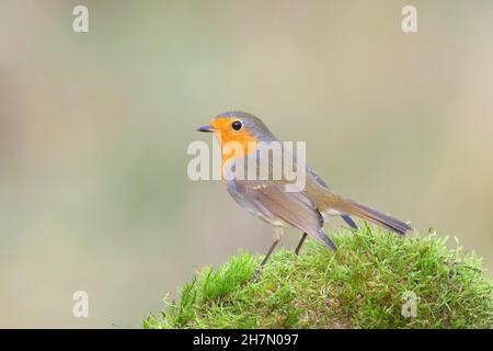 European robin (Erithacus rubecula) standing on a moss-covered tree root, North Rhine-Westphalia, Germany Stock Photo