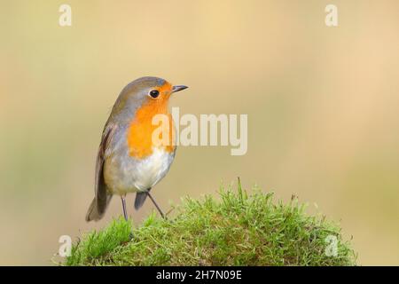 European robin (Erithacus rubecula) standing on a moss-covered tree root, North Rhine-Westphalia, Germany Stock Photo