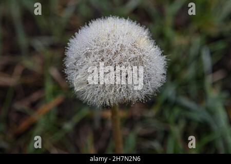 Frozen water drops on dandelion Stock Photo