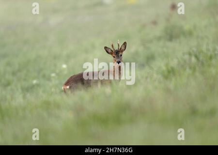 European roe deer (Capreolus capreolus) standing half-hidden in a meadow, Lower Rhine, North Rhine-Westphalia, Germany Stock Photo