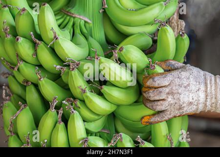 Men's hands in work gloves with a yellow screwdriver screw the roofing  sheet to the roof of a country house. Cordless drill Stock Photo - Alamy