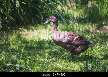 Indian Runner duck - female duck Stock Photo