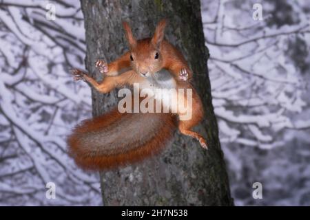 Eurasian red squirrel (Sciurus vulgaris) flight study jumping to the next tree in winter forest, North Rhine-Westphalia, Germany Stock Photo