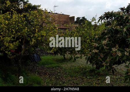 Lemons on a lemon tree after an autumn rainstorm, in the interior of the island of Mallorca, Spain Stock Photo