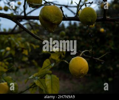 Lemons on a lemon tree after an autumn rainstorm, in the interior of the island of Mallorca, Spain Stock Photo