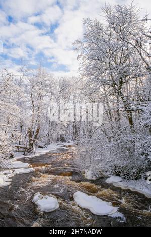 Rapid river in a winter forest Stock Photo