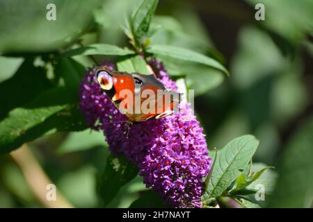 Peacock Butterfly on Lilac. Stock Photo