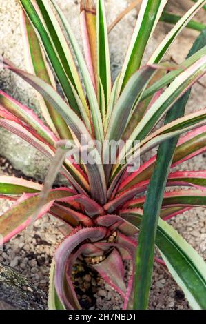 Ananas Comosus var Variegatus a variegated flower plant spring flowering plant commonly known as Ivory or Variegated Pineapple, stock photo image Stock Photo