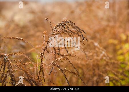 Autumn dried wild and wild flowers in the field. Stock Photo