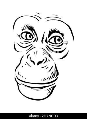 Chimpanzee head on a white background. A sly smile on his face. Wild animal primate. Vector black and white isolated sketch illustration Stock Vector