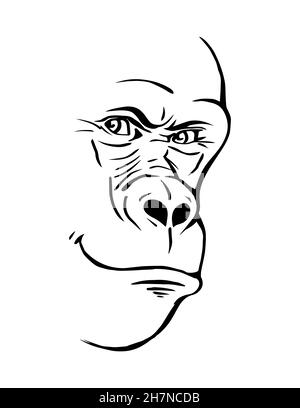 Gorilla head on a white background. A sly smile on his face. Wild animal primate. Vector black and white isolated sketch illustration Stock Vector