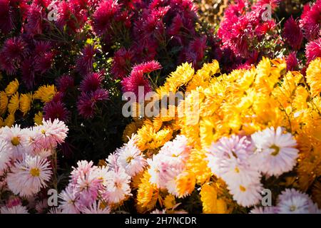 Chrysanthemums colorful multicolored background. Beautiful bright pink, yellow, red chrysanthemums bloom in the garden in autumn. Macrophotography of Stock Photo