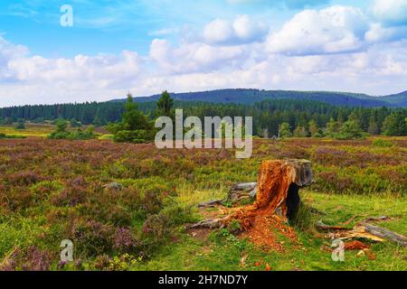 Landscape protection area Neuer Hagen in the Sauerland, near Winterberg. Nature with green hills and blooming heather plants. Stock Photo