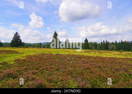 Landscape protection area Neuer Hagen in the Sauerland, near Winterberg. Nature with green hills and blooming heather plants. Stock Photo