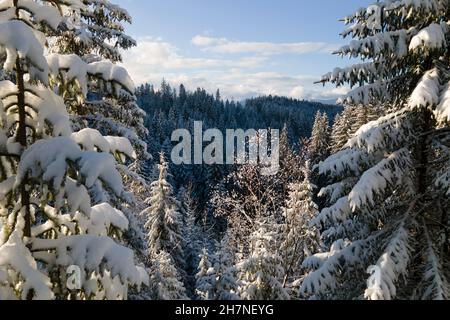 Aerial winter landscape with spruse trees of snow covered forest in cold mountains in the evening. Stock Photo