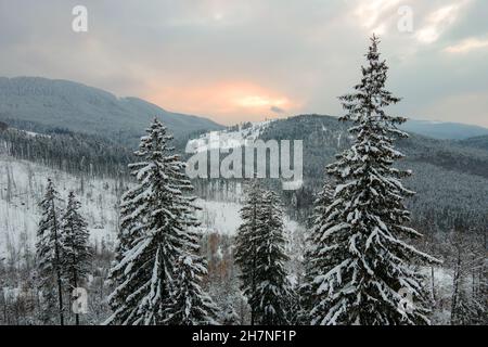 Aerial winter landscape with spruse trees of snow covered forest in cold mountains in the evening. Stock Photo