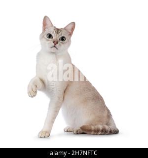 Young adult Burmilla cat, sitting up side ways. One paw playful up in air. Looking straight to camera. Isolated on a white background. Stock Photo