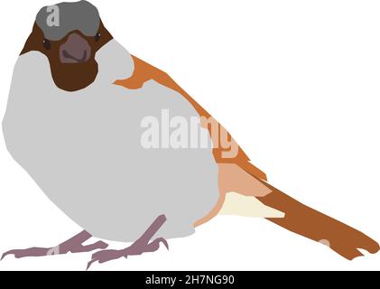 cute house sparrow cartoon, vector sticker, with the colors; brown, yellow, grey and black,  isolated on a white background Stock Vector
