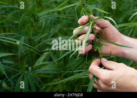 Male caucasian hands hold marijuana leaves on hemp stalks background Stock Photo