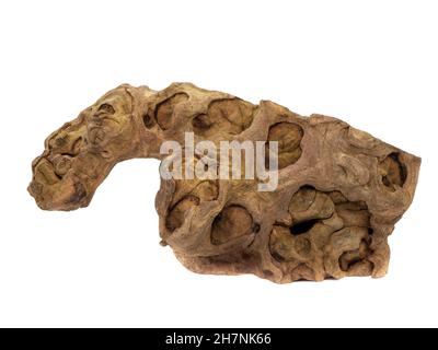 Mangrove root isolated on white background Stock Photo
