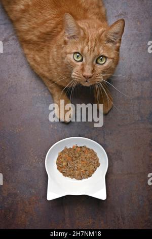 Cute ginger cat next to a feeding dish looking curious above to the camera. Stock Photo