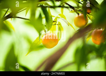 Close-up view of a tangerine with a beautiful green background. Stock Photo