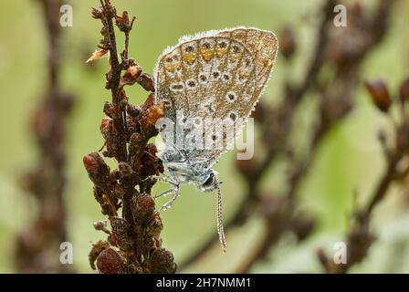 Common Blue butterfly male at dawn. With water droplets on the wings, morning dew. Sitting motionless on dry grass. Genus species Polyommatus icarus. Stock Photo