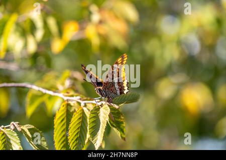Erdbeerbaumfalter Charaxes jasius, Montenegro, Europa  |  the two-tailed pasha  Charaxes jasius, Montenegro, Europe Stock Photo