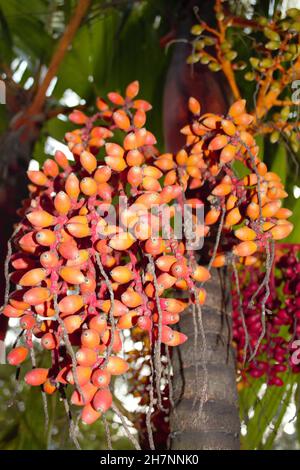 Close-up of some bunches of Areca catechu, blurred leaves. Its chestnut is widely used for medicinal use. Stock Photo