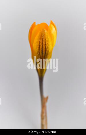 A studio shot of the crocus Gipsy Girl set against a white background Stock Photo