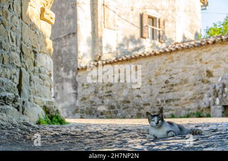 Stray cats lays on the street of old town Stock Photo