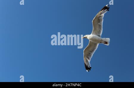 Seagull with visible underbelly on clear blue sky background Stock Photo