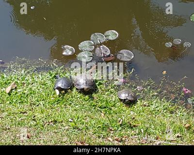 Turtles sunbathing on a lawn beside a lake, outdoors in a public park. Stock Photo