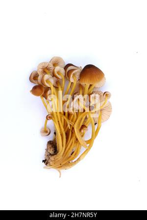 Mycena renati, commonly known as the beautiful bonnet is a species of mushroom in the family Mycenaceae. The world of mushrooms. Isolated on white. Stock Photo