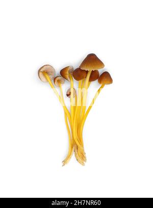Mycena renati, commonly known as the beautiful bonnet is a species of mushroom in the family Mycenaceae. The world of mushrooms. Isolated on white. Stock Photo
