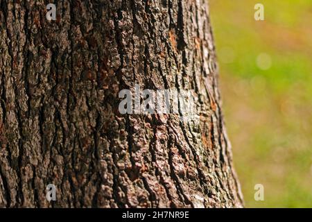 Real pretty old tree bark at sunny wather day park Stock Photo