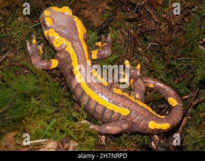 Closeup on rare albino adult European fire salamander,  Salamandra salamandra terrestris Stock Photo