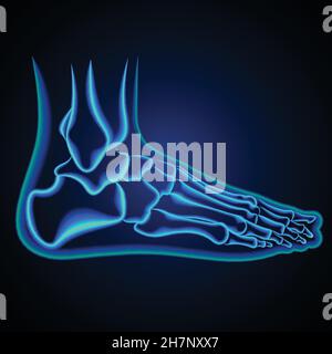 Foot anatomy. Ankle X-ray. Vector Illustration Stock Vector