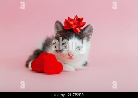 Cute Spotted black white kitten wirh Red bow as gift and 2 red heart as symbol of couple love Valentine's Day Isolated on pink color background Stock Photo