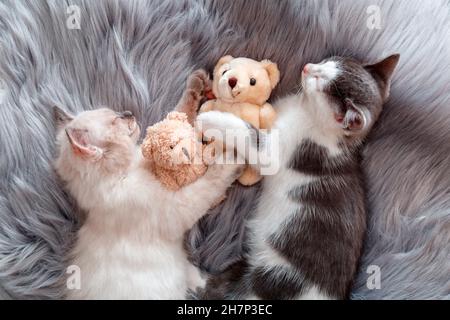 Couple little happy Cute kittens in love sleep nap together hugging toys plush teddy bears on gray plaid. 2 two cats pets animal comfortably sleep Stock Photo