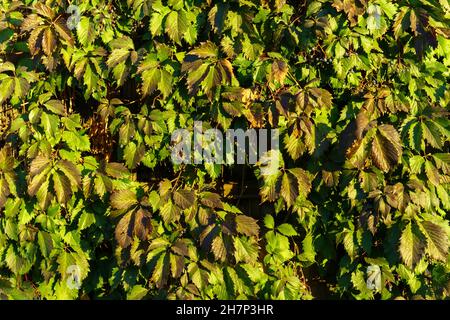 Parthenocissus quinquefolia Parthenocissus inserta grape is a woody vine of the Maiden Grape genus. Background texture Stock Photo
