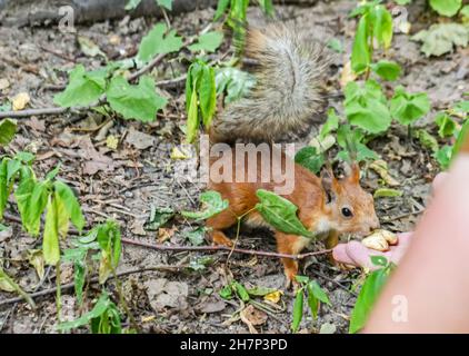 Real pretty squirrel in park eats nuts from  hand at day Stock Photo