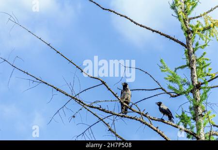 Real unique crows on fir branches at sunny original day Stock Photo